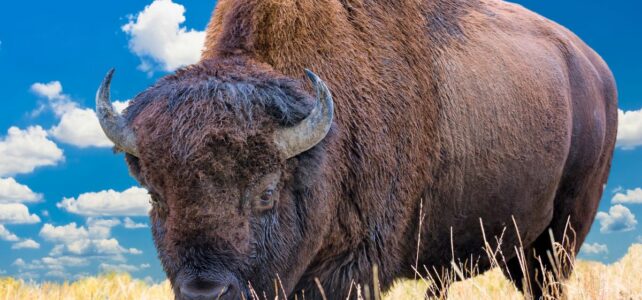 8 Best Attractions You Can Explore in Wyoming